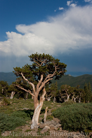 Bristlecone Pines at Mt.Evans