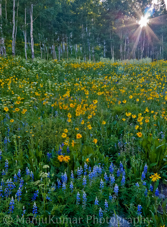 Crested Butte WildFlowers