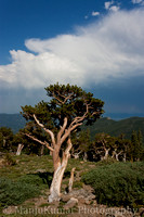 Bristlecone Pines at Mt.Evans