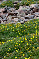 Alpine Flowers at Rock Cut