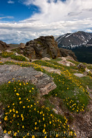 Alpine Flowers at Rock cut