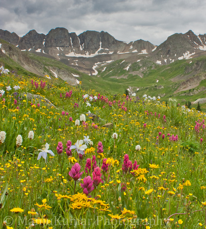 American Basin Wildflowers